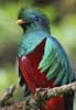 Un quetzal